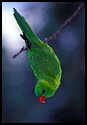 lorikeet