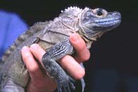 Lizard