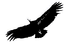 Condor drawing
