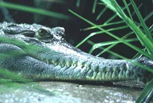 crocodile.jpg (21394 bytes)