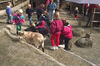 Pygmy Goat